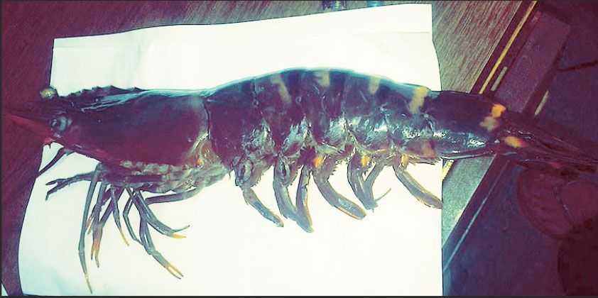 monster-shrimp