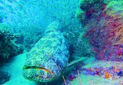fish