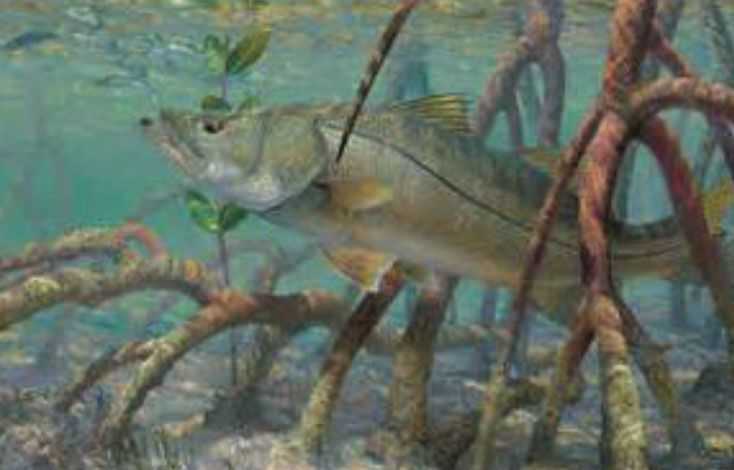 SPECIES SPOTLIGHT Snook Coastal Angler The Angler 