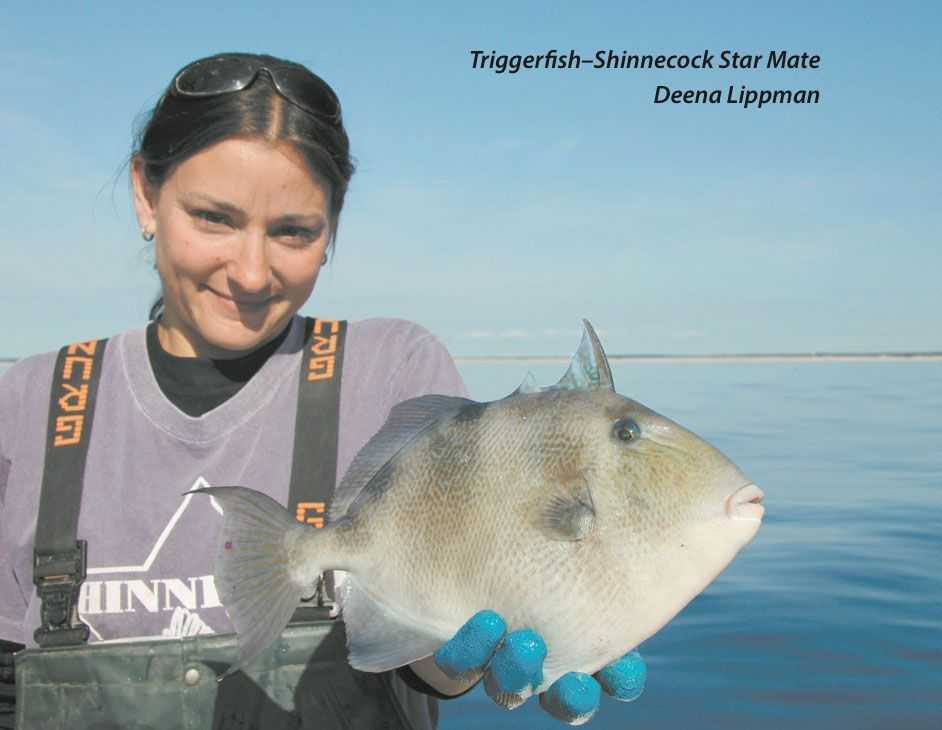 Triggerfish & Porgy Fishing in New York 