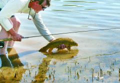 Angler