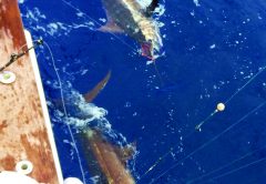 Greetings from Costa Rica