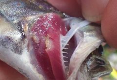 Gill Lice Found On North Carolina Trout