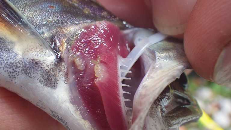 Gill Lice Found On North Carolina Trout - Coastal Angler & The Angler  Magazine