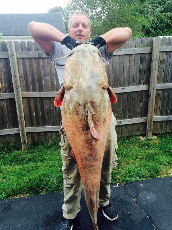 New Illinois state record flathead Coastal Angler & The Angler Magazine