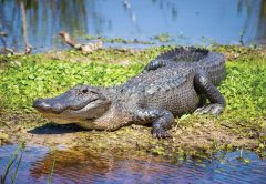 gator-attack