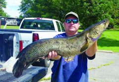 snakehead