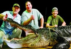 Gators