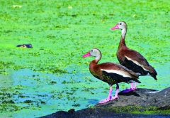 Alligator and ducks