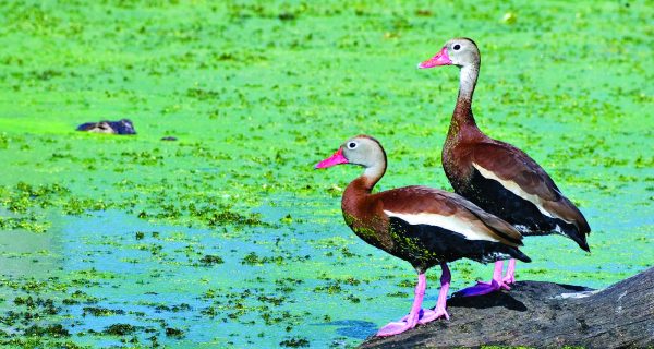 Alligator and ducks