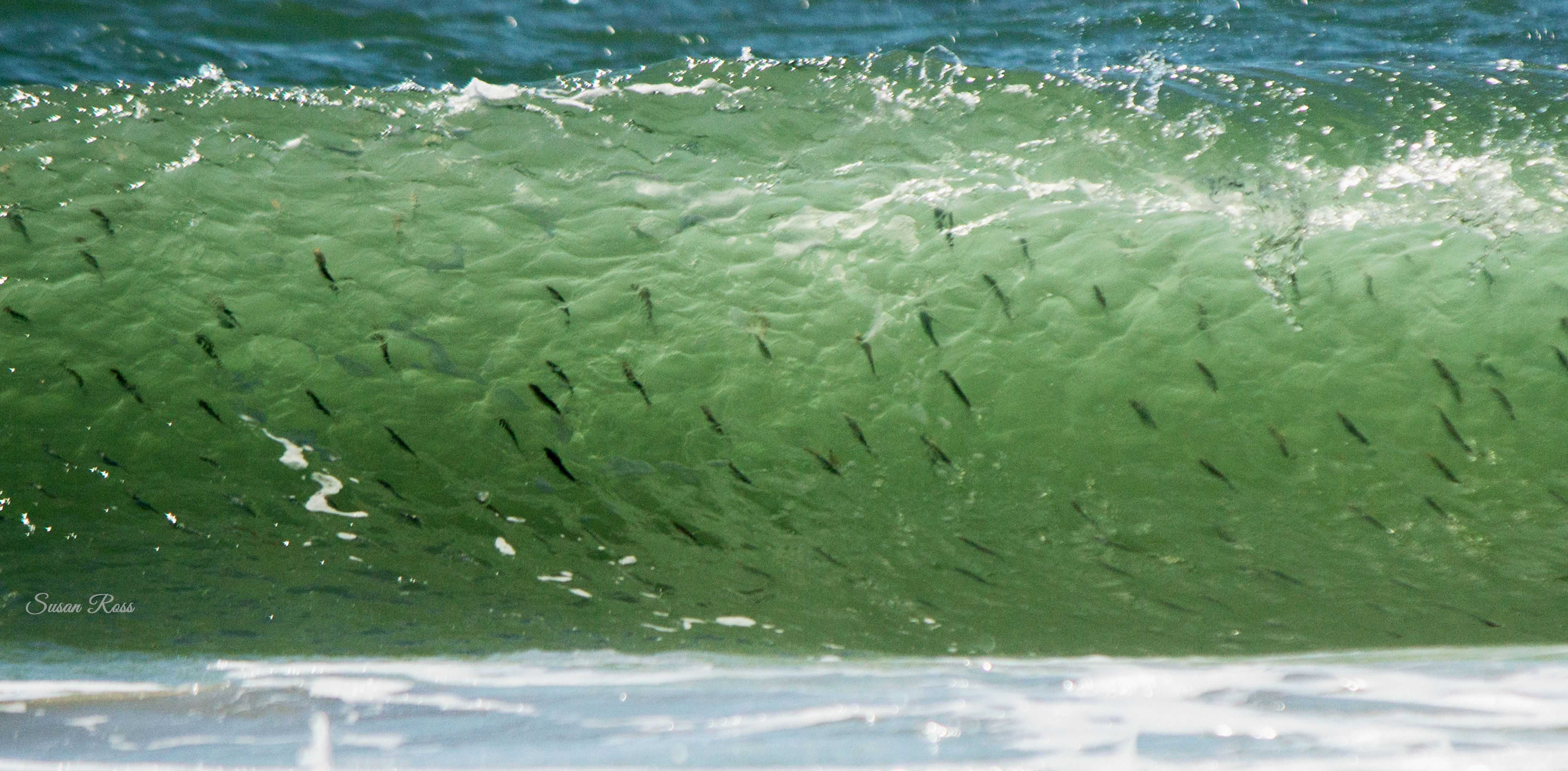 Blown up Mullet | Coastal Angler & The Angler Magazine