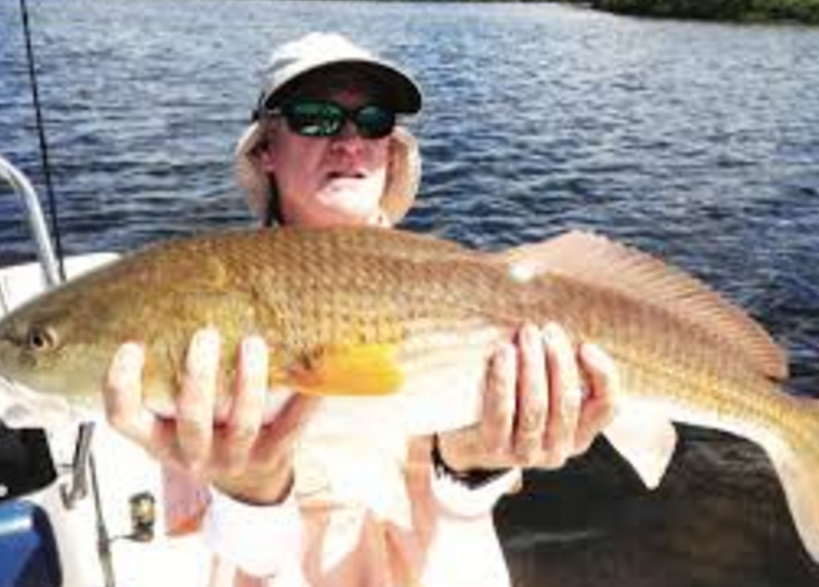 Chunky Banana River Lagoon redfish that struck a Saltwater Assassin 5 inch jerk shad in the “Native Shiner” color.