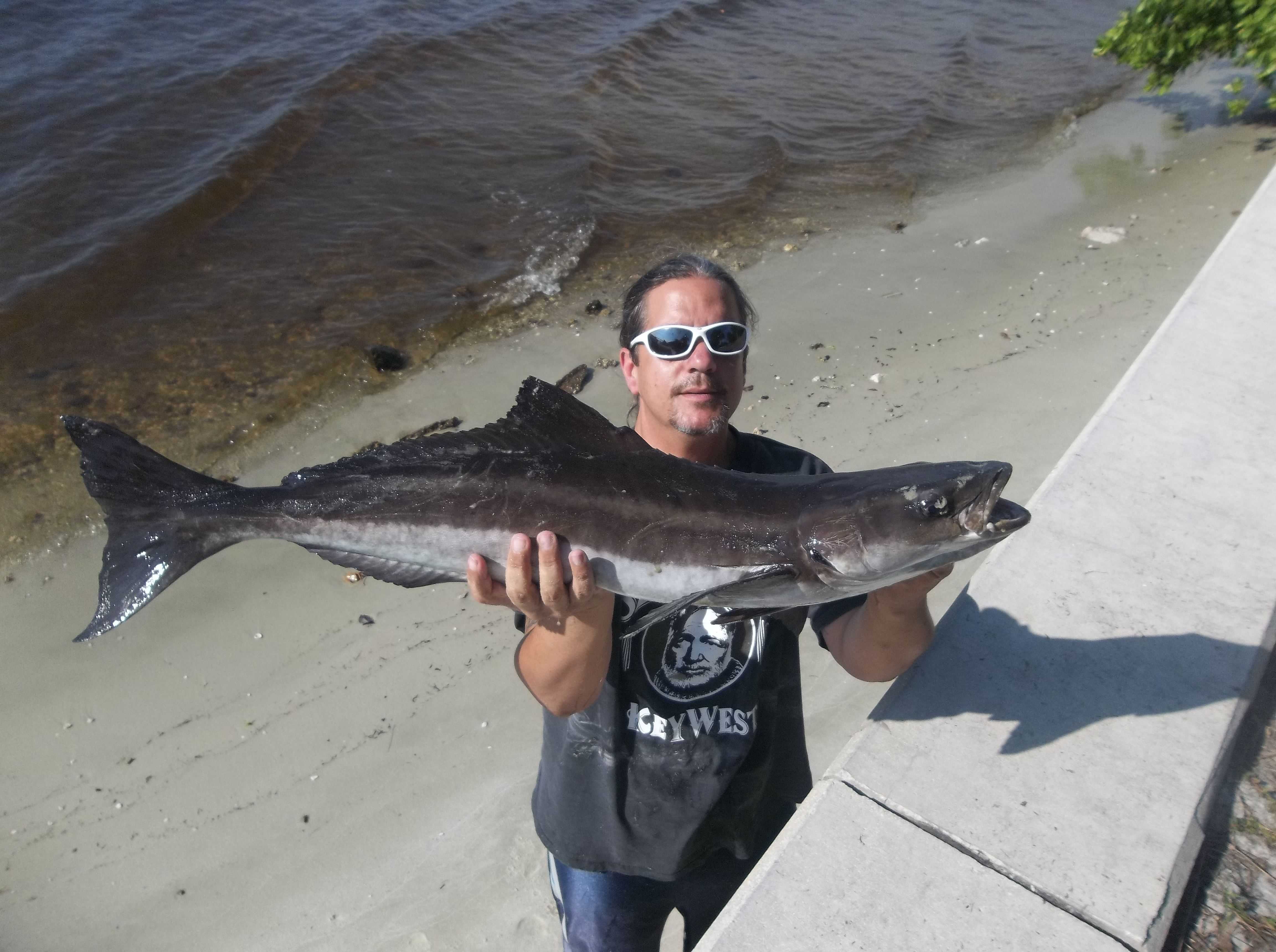 Cobia Coastal Angler The Angler Magazine