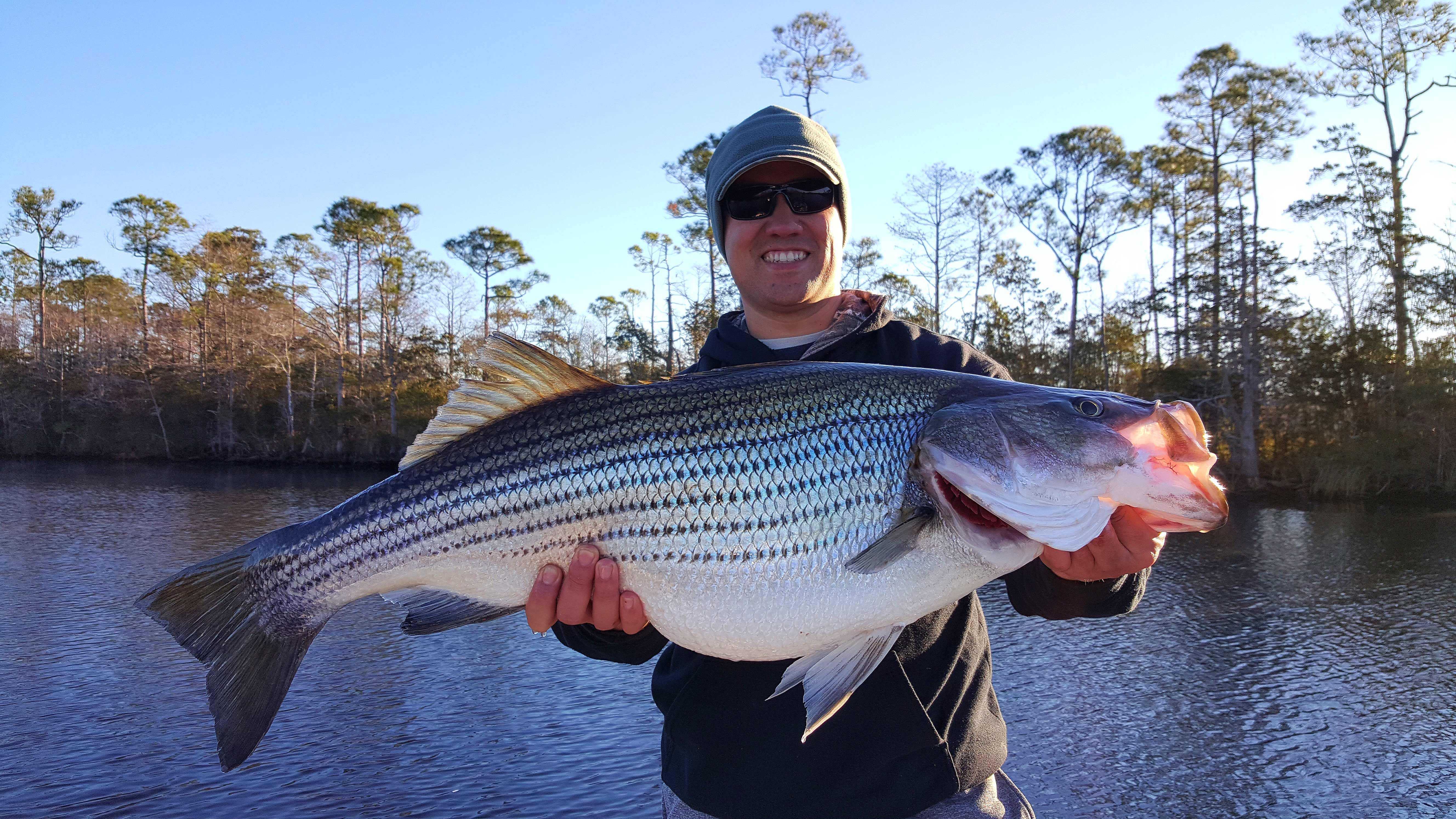 Panhandle Striper Coastal Angler The Angler Magazine