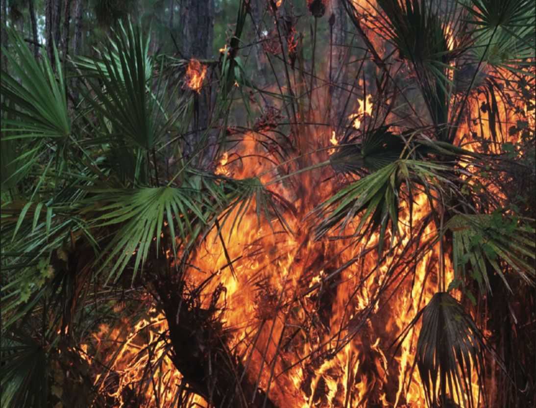 Florida Forest Fire