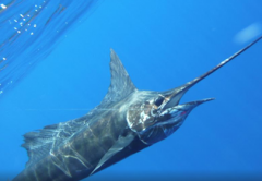 billfish season in costa rica