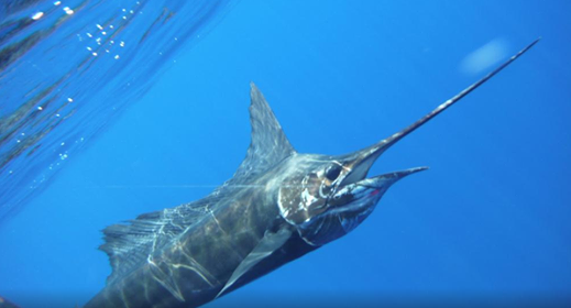 billfish season in costa rica