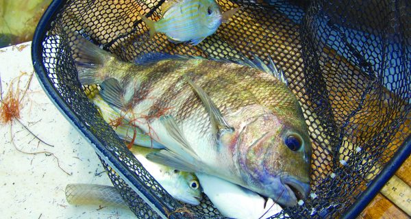 Sheepshead