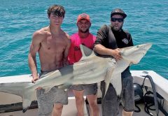 Monster blacktip!