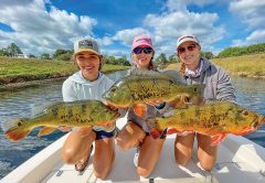 Three pretty peacocks for three pretty lady anglers.