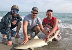 A nice mix of sharks, like this lemon shark, will be hanging around in March for your Brevard surf fishing enjoyment