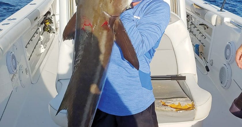Ally Deming with her personal best cobia—48 in., 55 lbs.—hooked off Sebastian Inlet on the last drift of the day.