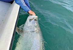 Springtime tarpon fishing can be a lot of fun!