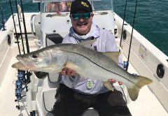 Snook are just one of the many predators that will be blasting mullet pods along the nearshore waters outside of Port Canaveral this month.
