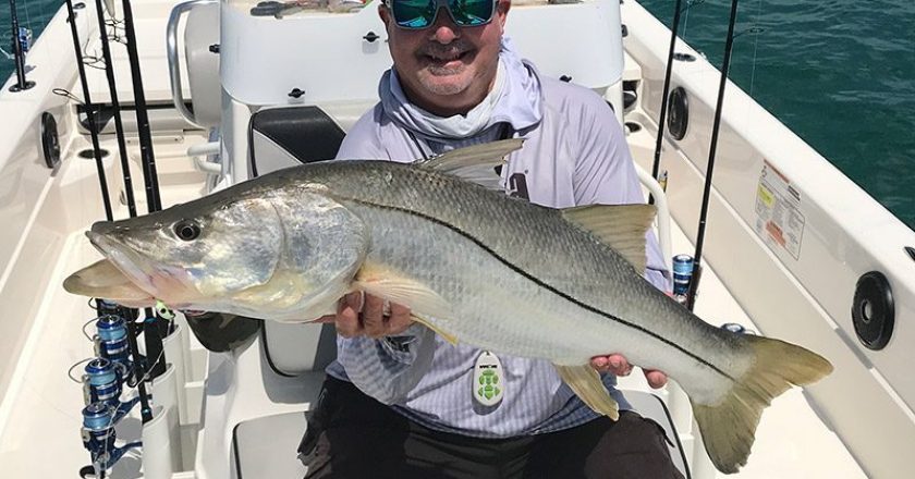 Snook are just one of the many predators that will be blasting mullet pods along the nearshore waters outside of Port Canaveral this month.