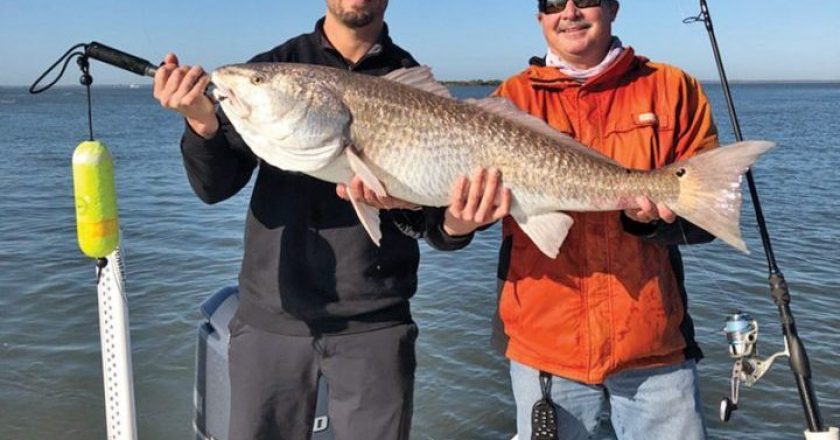 Redfish are just one of the species of fish that thrive where sea grass meadows are able to grow.