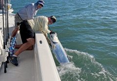 Tarpon is just one of the many species that can be caught while fishing the mullet run.