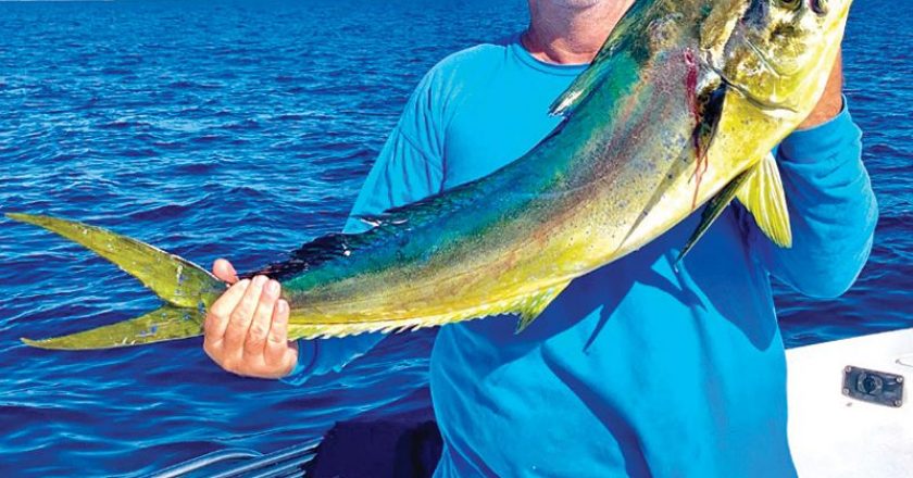 Mark Couvillon with a nice bull caught off Fort Lauderdale in 600 feet.