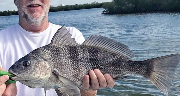 Bryan with a nice black drum he caught fishing the Edgewater Backcountry with Capt. Michael Savedow.