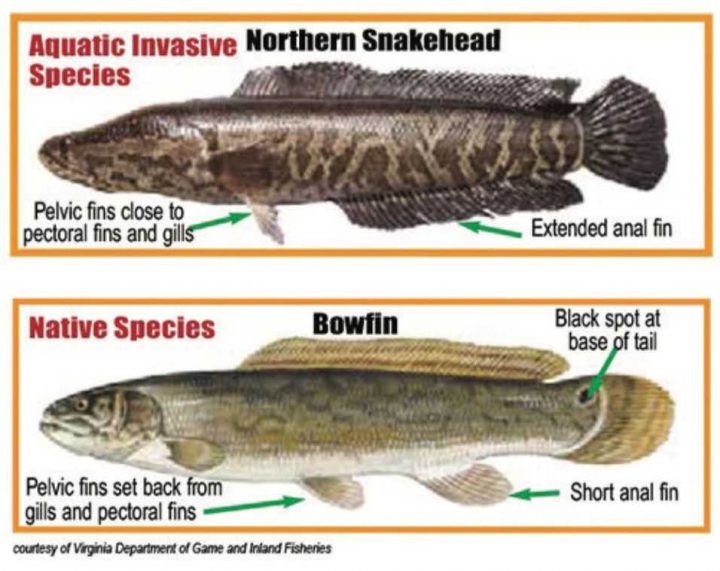 SPECIES SPOTLIGHT: Bowfin - Coastal Angler & The Angler Magazine