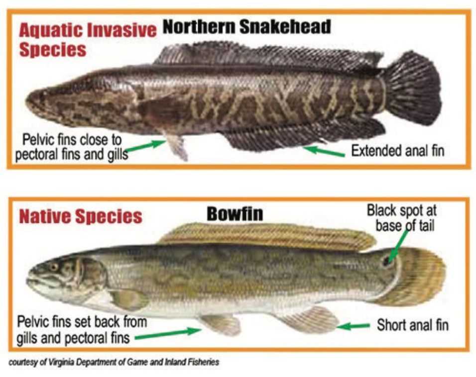What Do Freshwater Dogfish Eat
