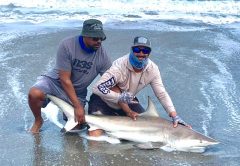 Beautiful Brevard Blacktip.