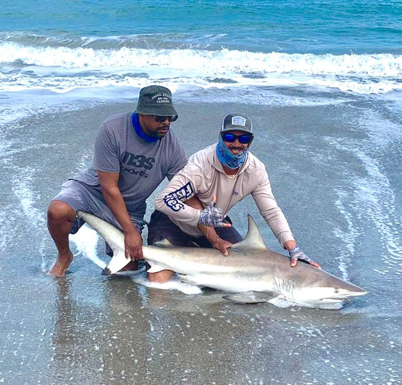 Beautiful Brevard Blacktip.