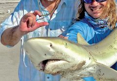 Shark fishing charters on Brevard beaches have been on fire!