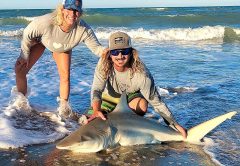 Sharks can be found hammering the migrating bait pods all along the Space Coast shoreline.