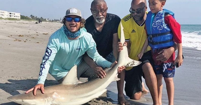 Shark remain a consistent surf fishing species for Space Coast anglers this June.