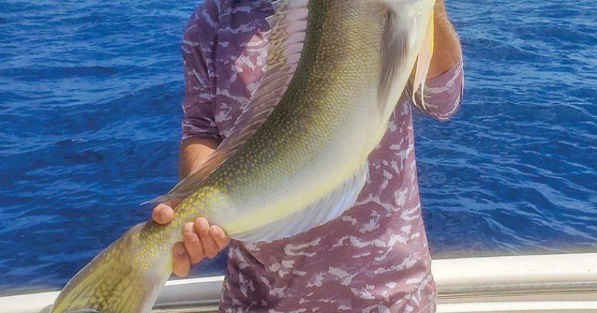 Paul Bird got this nice golden tilefish 30 miles off Cocoa Beach in 700 feet of water.