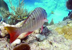 Mutton Snapper