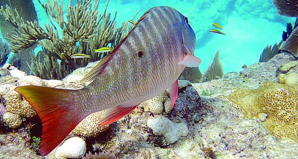 Mutton Snapper