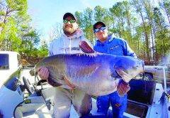 blue catfish