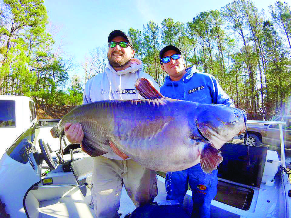 Badin Lake catfish anglers relying on Carolina rigs for big blue catfish
