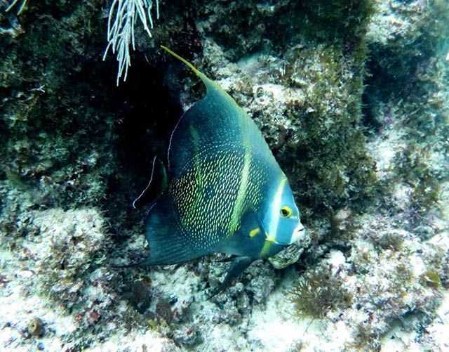 Abaco Scuba Diving Conditions and Forecast: March 2016 - Coastal Angler ...