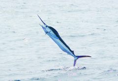 BAHAMAS FISHING
