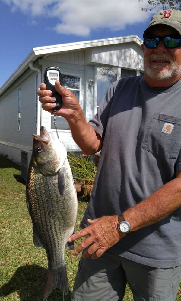 Kermit Thompson, 5.375-lbs Sunshine Bass, Lake Okeechobee