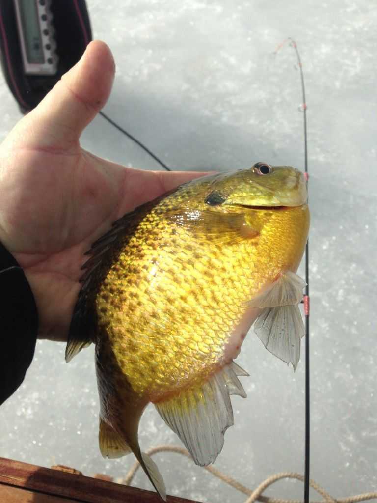 Ludington Fishing Report March 2016 Coastal Angler & The Angler Magazine