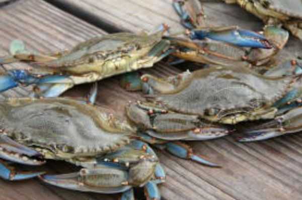 Blue Crab In Ocean